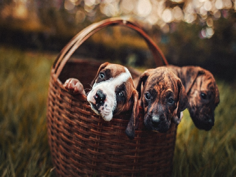 握试管的方法（试管如何挑选精子）