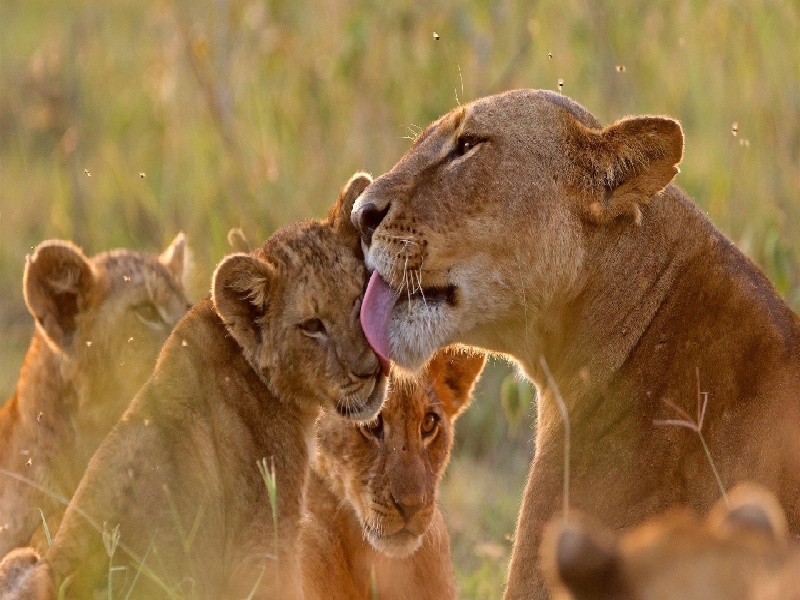 试管期间吃鱼油（爱丁套餐试管）